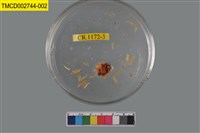 藏品(短指和尚蟹)的圖片